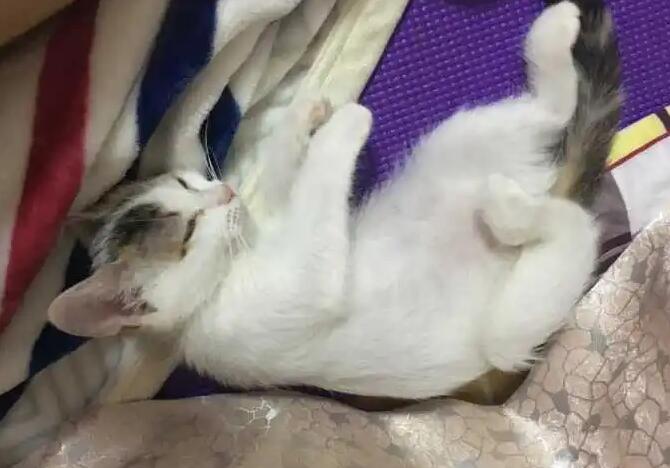 猫咪肚子咕噜咕噜响是怎么回事啊