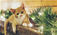 吃了老鼠药的猫会怎么样