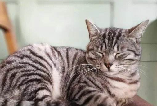 30度猫咪会觉得热吗为什么