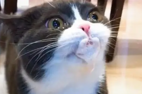 一个月的小猫吐白沫怎么回事啊