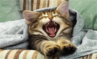 猫一直咕噜咕噜叫是怎么回事