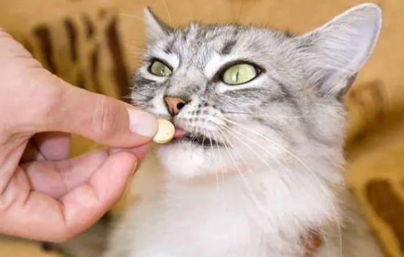猫发出咕噜噜的声音什么意思呀 猫发出咕噜噜的声音什么意思呀