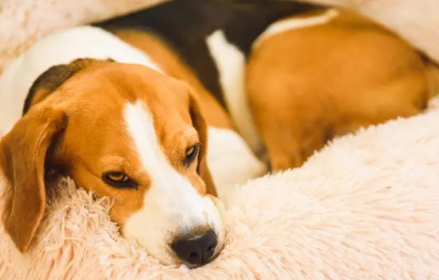 宠物驱虫药选择：拜宠清和犬心保我更爱它