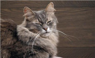 猫吐了一堆软化的猫粮和黄水