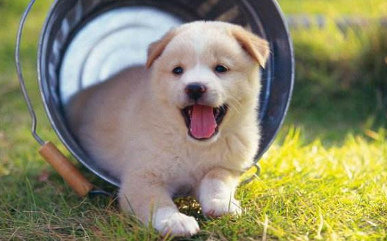 家养宠物狗怎么判断狂犬病