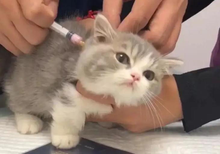 猫咪一般都需要打什么针