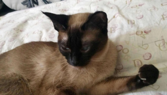 怎么判断猫咪发烧