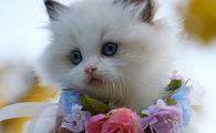 猫吃虾壳会导致什么后果