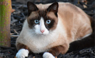 猫奶为什么挤不出来呢