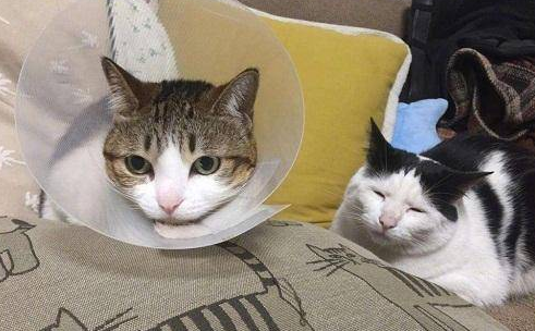 猫咪受伤了怎么办?擦什么药好