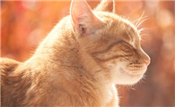 猫咪坐月子吃什么合适