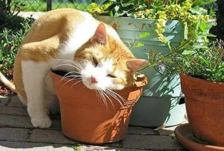 猫薄荷可以驱蚊吗怎么用