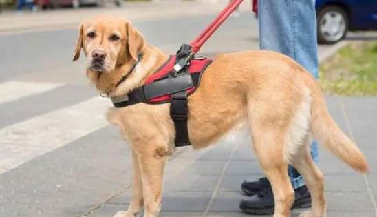2个月拉布拉多犬怎么训练好 2个月拉布拉多犬怎么训练好