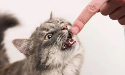 猫挠人咬人怎么教育它