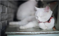 猫总是呕吐怎么办啊
