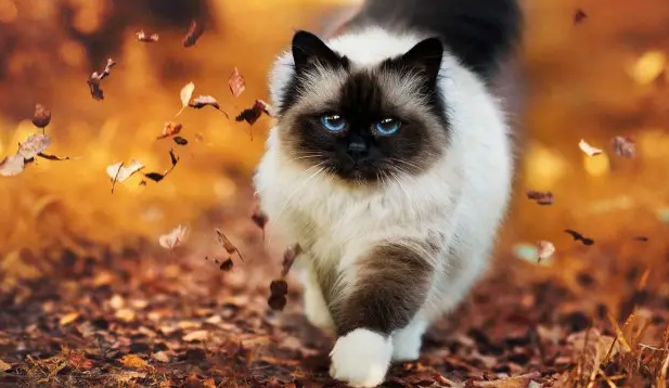 传腹的猫无大便尿多 传腹的猫无大便尿多