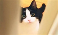 猫要下崽前有什么症状？