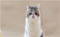 猫咪眼睛有脓性分泌物怎么办