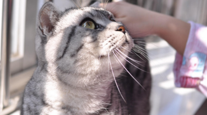 猫身上长蛆还能活吗