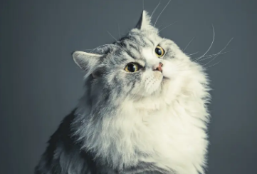猫咪养熟了的几种表现