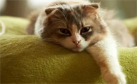 猫吃虫子要不要紧