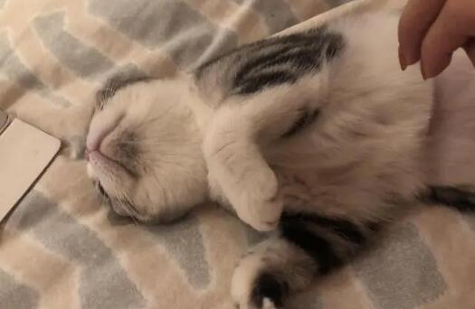 猫嘴巴下面有黑色东西是什么原因引起的 猫嘴巴下面有黑色东西是什么原因引起的
