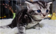 2个月的猫咪可以在空调房里么