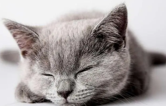 猫有时候打嗝怎么回事