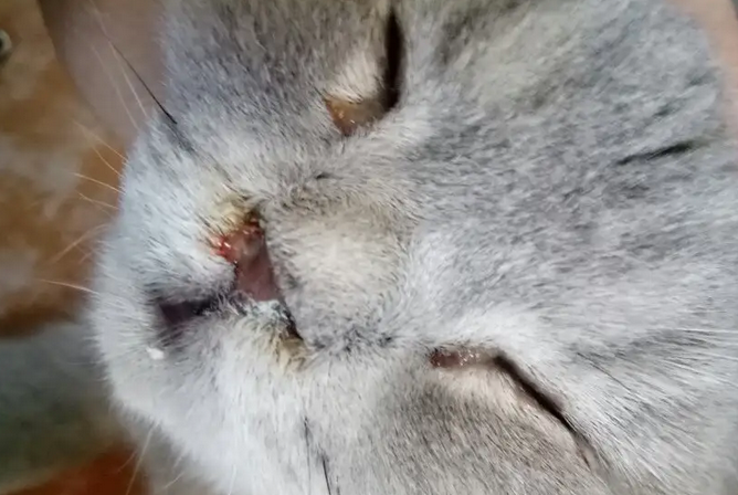猫鼻支吃什么药最有效能不能吃人用的药