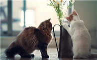 猫咪洗完澡多久可以驱虫