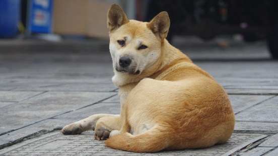 土狗皮肤病最简单方法