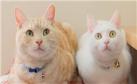 如何预防猫传腹传染