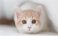 小猫吐了是什么原因引起的