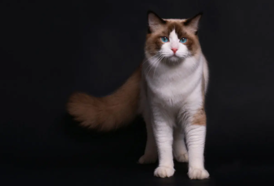 猫咪空嚼并且发出声音是为什么