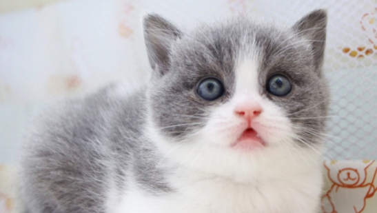 猫会觉得热吗? 猫会觉得热吗?