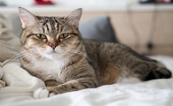 冬天猫洗澡没吹干会死吗