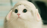 两个月的猫咪可以洗澡吗