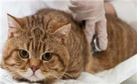 夏天猫咪变瘦是怎么回事
