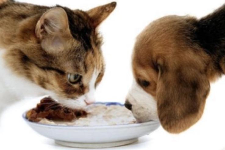 猫吃了狗粮快要死了