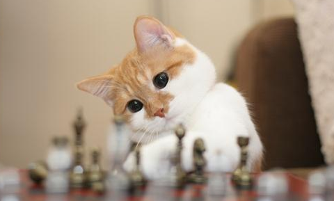50天的小猫咪怎么喂养好