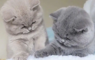 猫为什么咬主人耳垂