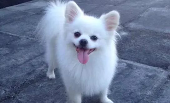 博美犬的性格及脾气到底如何？铲屎官们要注意咯
