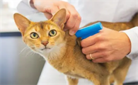 猫打完三联第二天蔫了怎么回事