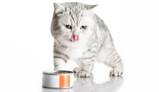 猫咪有异食癖怎么治疗 猫咪有异食癖怎么治疗