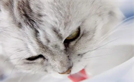猫咪呕吐物里面有少量血丝怎么回事