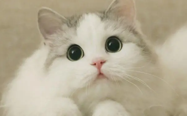 小猫拉稀怎么办