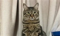 狸花猫几个月就不长个了？我来告诉你答案！