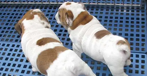 法国斗牛犬的颜色有哪些?我来给你科普一下! 法国斗牛犬的颜色有哪些?我来给你科普一下!