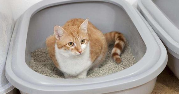 猫砂多久更换一次新的 猫砂多久更换一次新的