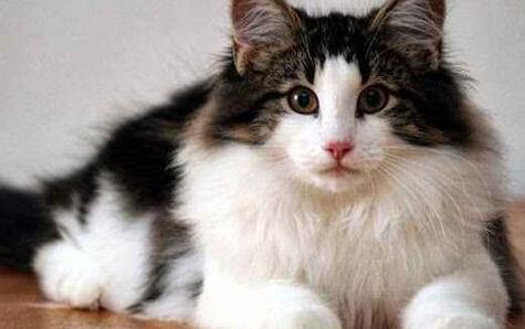 猫的狂犬病毒潜伏期多久出现症状 猫的狂犬病毒潜伏期多久出现症状